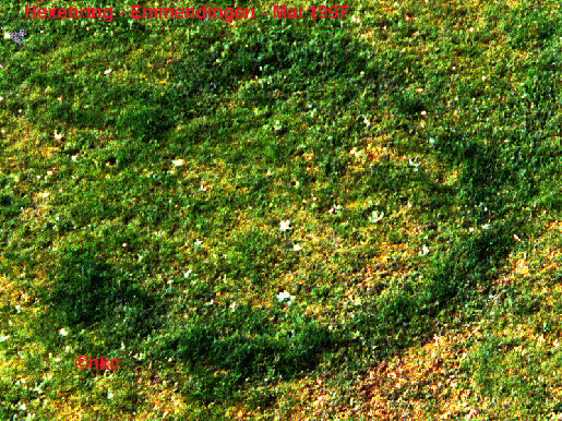 1997-05-e-Hexenring - Emmendingen / Ursache: Bodenpilz in der Erde welcher am Rande die Farbveru00e4nderungen im Gras verursacht.