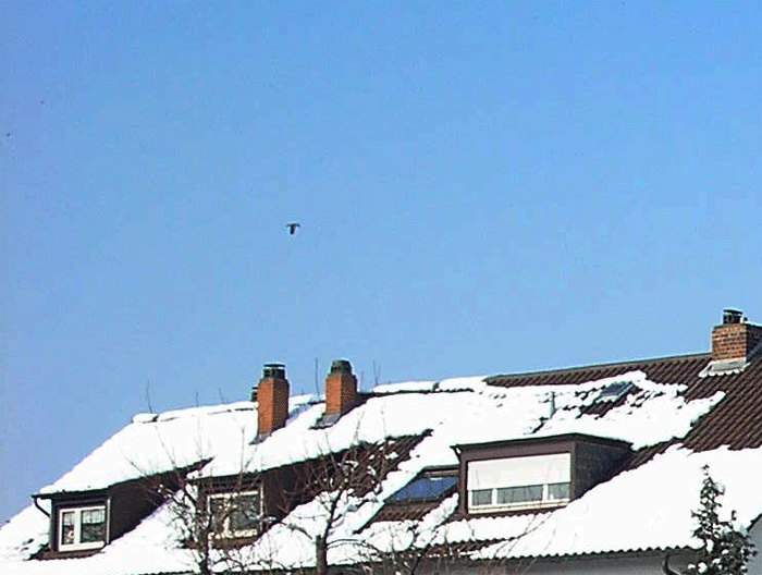 2006-03-bca-Turmfalke-UFO-Effekt