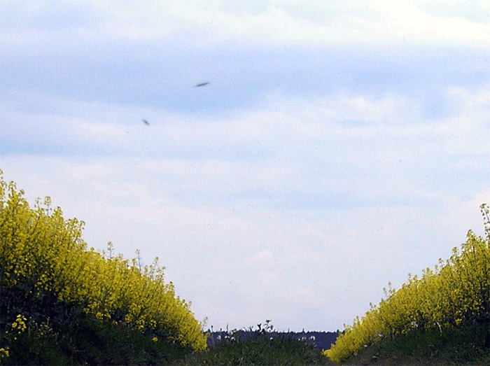 2006-05-hya-Insektenflug-Ufo-Effekt u00fcber Rapsfeld-Odenwald