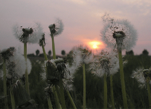 2007-04-bebc-Sonnenuntergang mit Löwenzahn