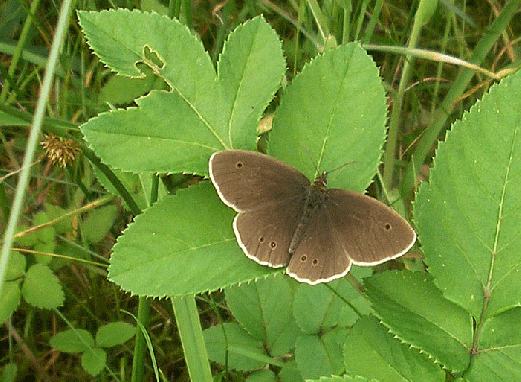 2007-07-afap- Schmetterling-Name? - Odenwald