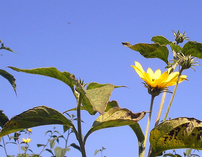 2007-09-bcc-Sonnenblume mit