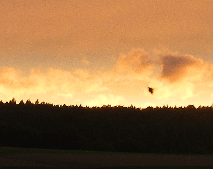 2008-08-ftba-Raben-Durchflug