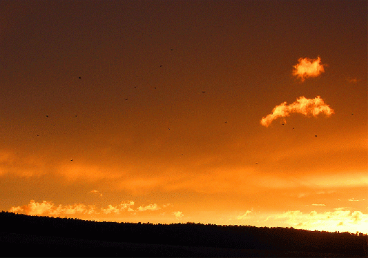 2008-08-ftoc-Sonnenuntergang mit Raben-Durchflug