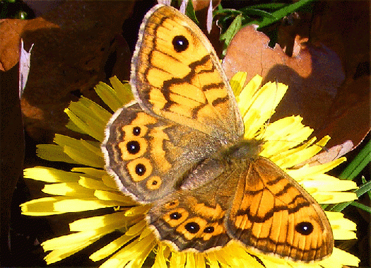 2008-10-cckc-Schmetterling Name? - Odenwald