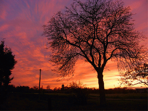 2008-11-cdn-Sonnenuntergang bei Feudenheim