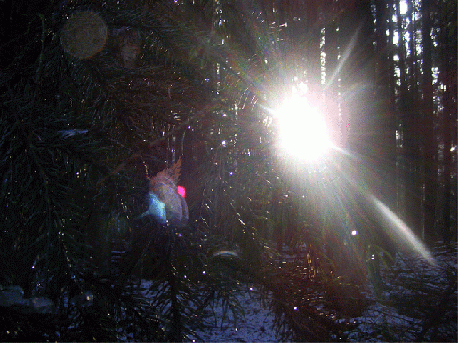 2008-12-cbe-Sonnen-Reflexion-Spindel