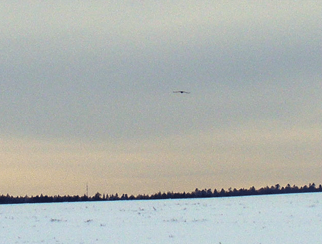 2009-02-cek-Rabenflug-Effekt