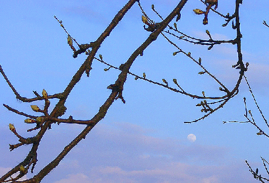 2009-04-bc-Mond u00fcber Odenwald
