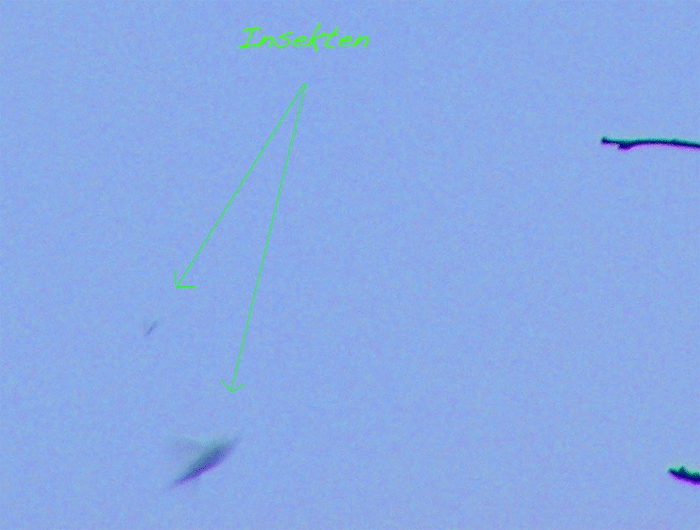 2009-04-cbiq-Insekten-Ufoeffekt