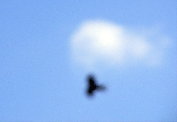 2009-04-cda-Raben-Ufoeffekt durch Zoom-Unschu00e4rfe