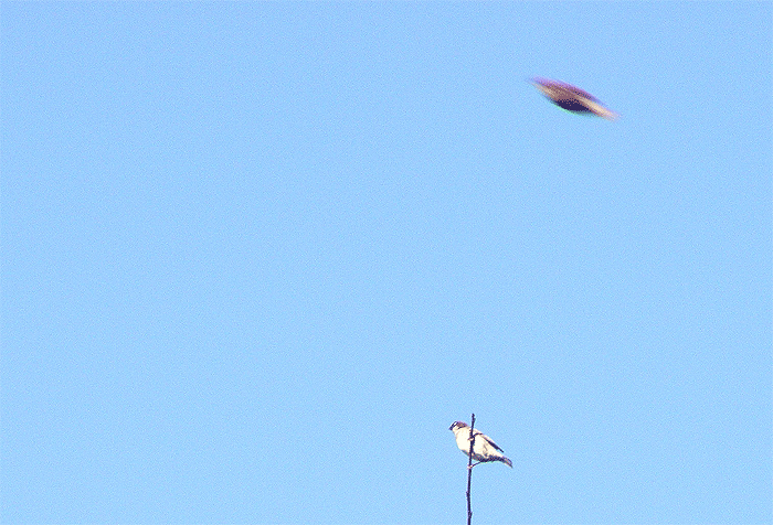 2009-05-cnb-Untertassen-Effekt durch Haussperling-Vorbeiflug - Mannheim