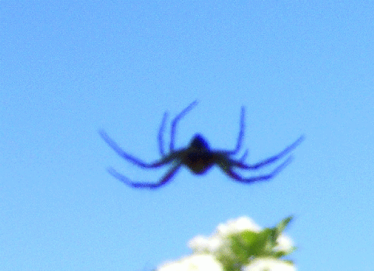 2009-05-cp-UFO-Drohnen-Effekt durch Spinne welche bei Makro-Aufnahme keine Tiefenschu00e4rfe bekam