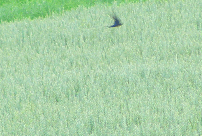 2009-06-eh-Schwalben-Verwischspureffekt