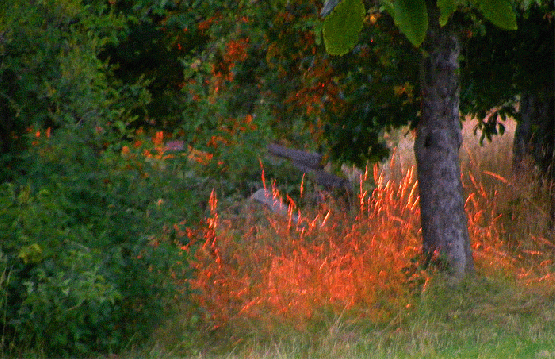 2009-07-c-Sonnenuntergang-Farbenspiel auf Odenwald-Wiese