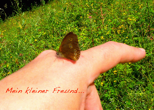 2009-07-cr-Waldbrettspiel - Odenwald (mein kleiner Freund kam ein 3.Mal und nahm auf meiner Hand platz um dort lange Zeit zu bleiben)