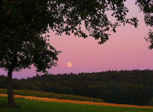 2009-08-bhmhb-Mondaufgang - Odenwald