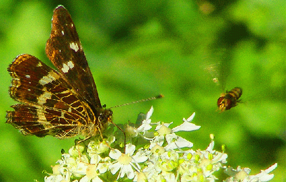 2009-08-bie-Landkärtchen und Schwebfliegen-Anflug - Odenwald