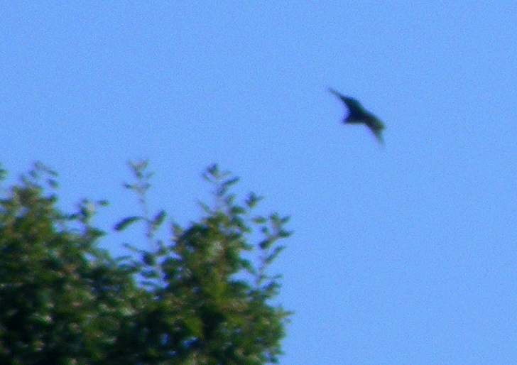 2009-09-faa-Mu00e4usebussard-Ufoeffekt