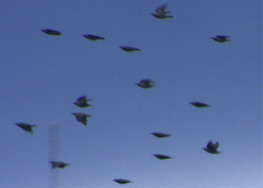 2009-11-fndd-Starenflug mit Ufoeffekt