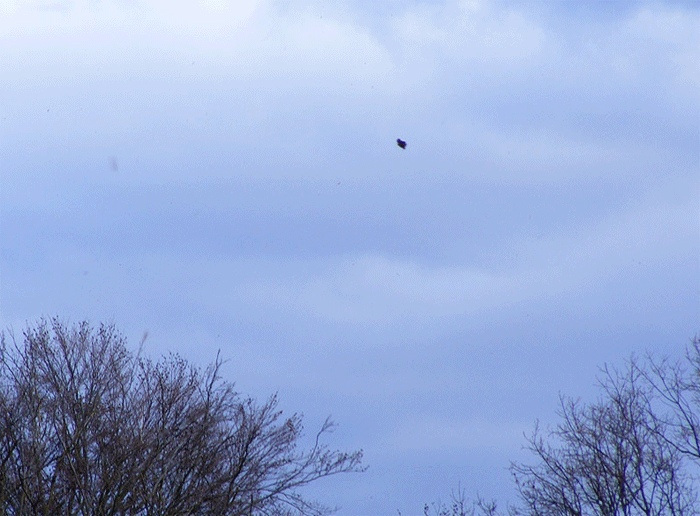 2010-02-dh-Mu00e4usebussard-Ufoeffekt - Odenwald