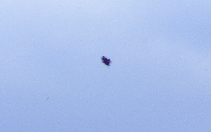 2010-02-dha-Mu00e4usebussard-Ufoeffekt (Ausschnittvergru00f6u00dferung)