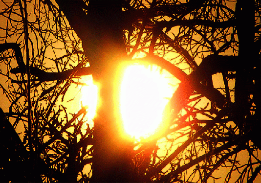 2010-03-ae-Sonnenuntergangseffekt zwischen den Bäumen