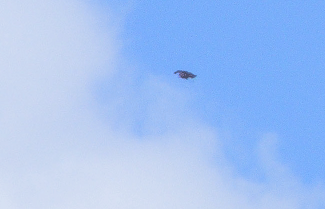 2010-03-gj-Mu00e4usebussard - Ufoeffekt durch Flu00fcgelhaltung bei Aufnahme