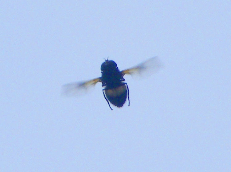 2010-07-be-Schwebfliege