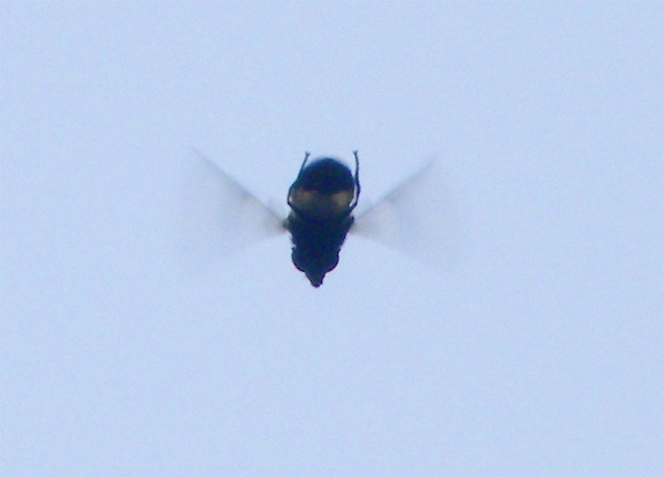 2010-07-bea-Schwebfliege
