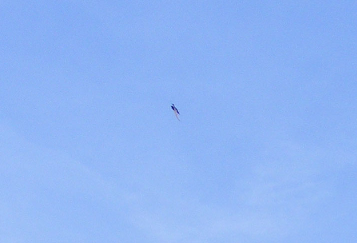 2010-07-ded-Schwalbenflugeffekt