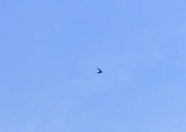 2010-07-dee-Schwalbenflugeffekt