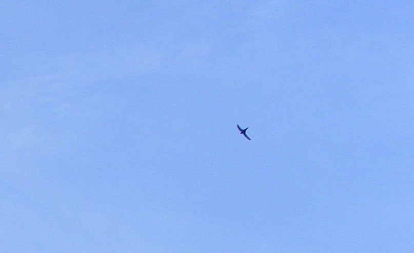 2010-07-dei-Schwalbenflug
