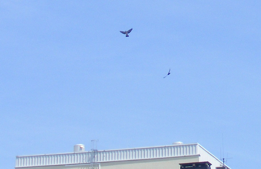2010-07-dek-Taubenflug