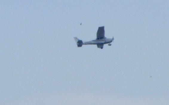 2010-07-dfa-Cessna mit Schwalbenflugeffekt