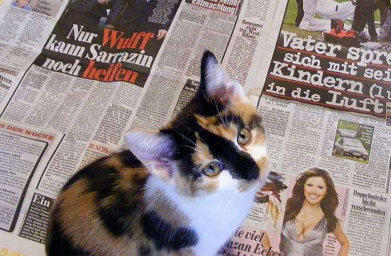 2010-09-ag-Gina auf Katzenfutter-Anzeigen-Suche...