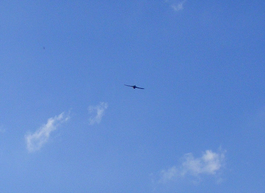 2010-09-ayfl-Schwalbenflug
