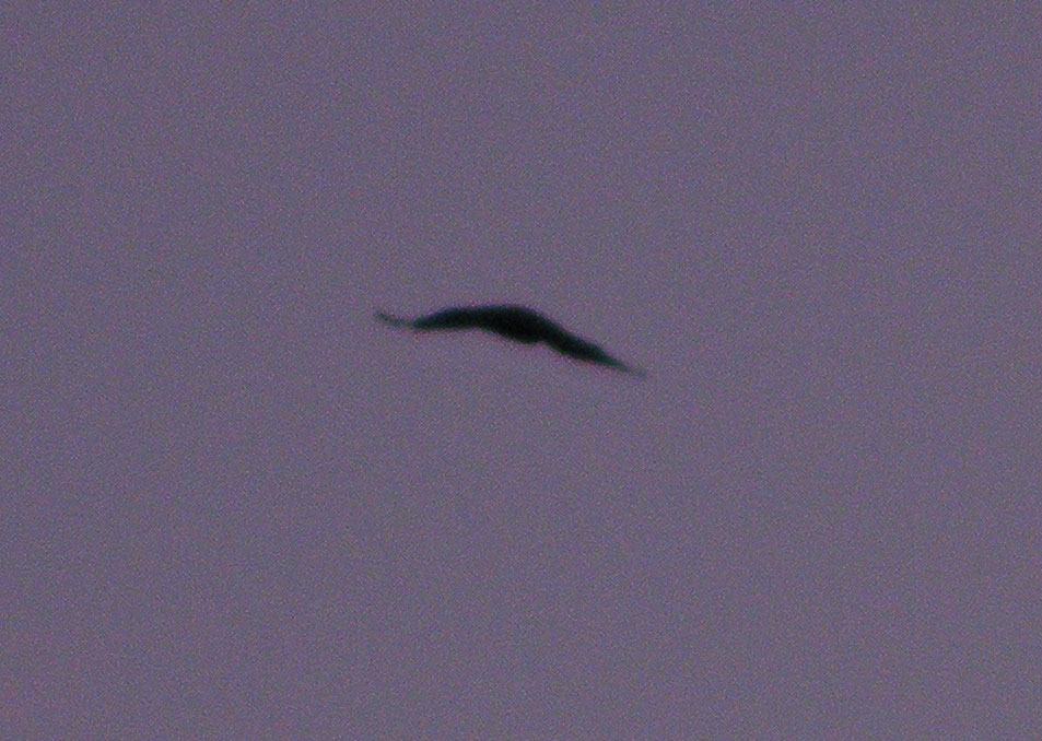 2010-10-catd-Rabenflug-Effekt