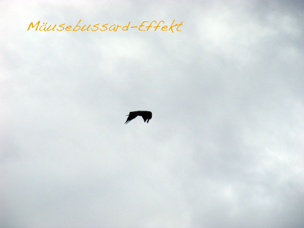 2011-07-gaaa-Mu00e4usebussard