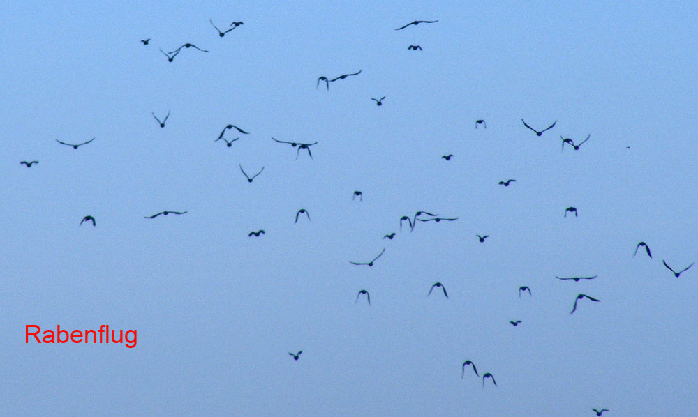 2011-10-acb-Rabenkru00e4hen-Flugstudie