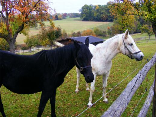 2011-10-fea-Willi´s Pferde