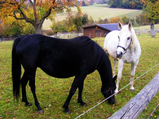2011-10-feb-Willi´s Pferde