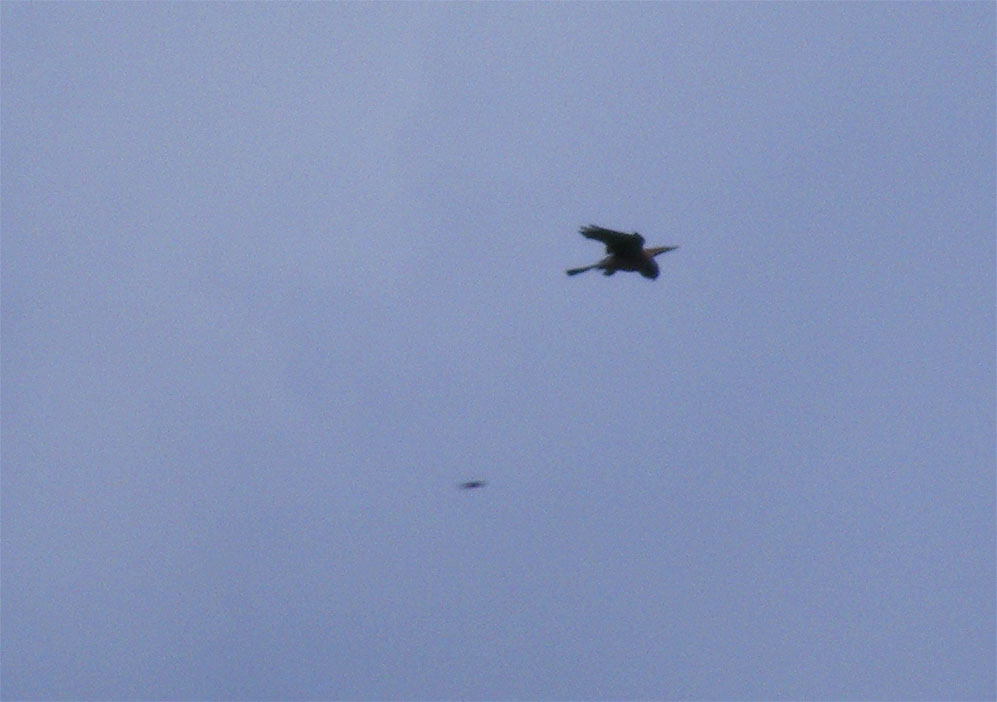 2012-04-dja-Greifvogeleffekt