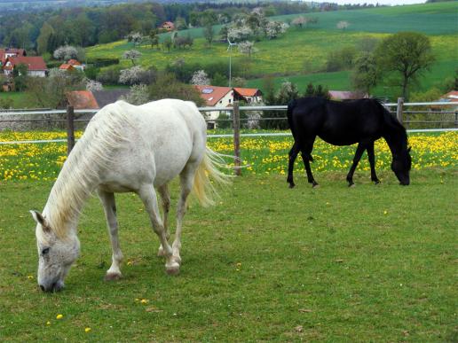 2012-04-fk-Willi´s Pferde