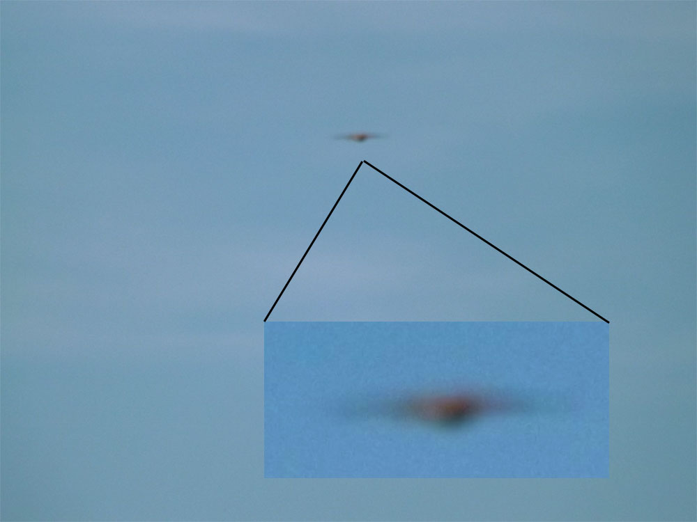 2013-09-cdd-Mu00e4usebussard-Effekt