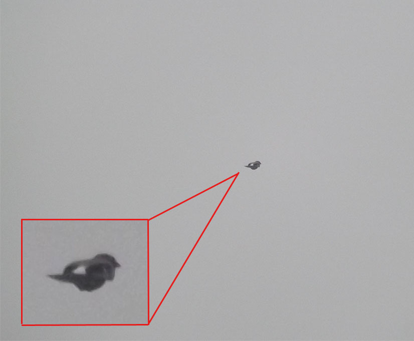 2013-11-aaa-Eichelhu00e4her-Flugeffekt - Odenwald