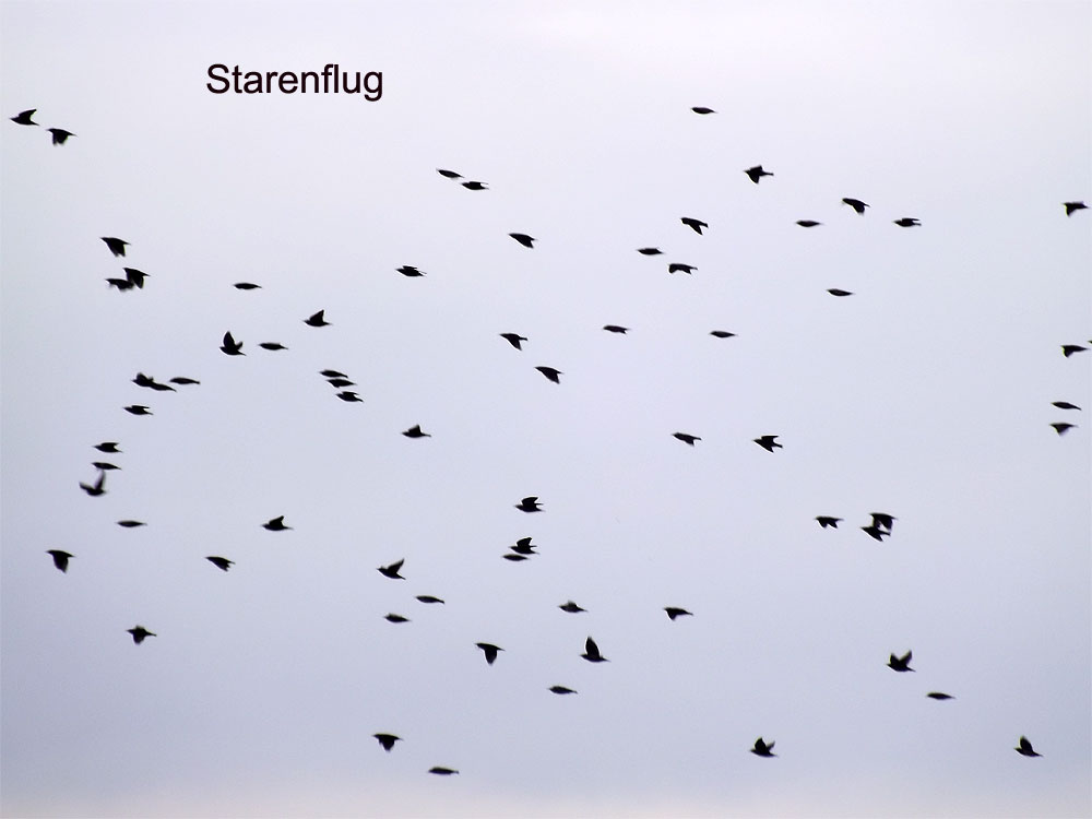 2014-09-dea-Starenflugeffekt