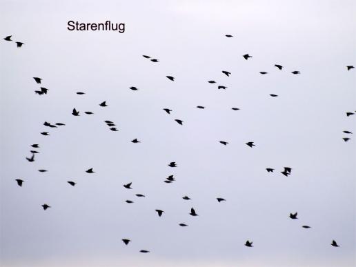 2014-09-dea-Starenflugeffekt
