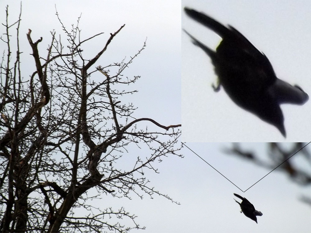 2015-03-abc-Rabenflug-Effekt