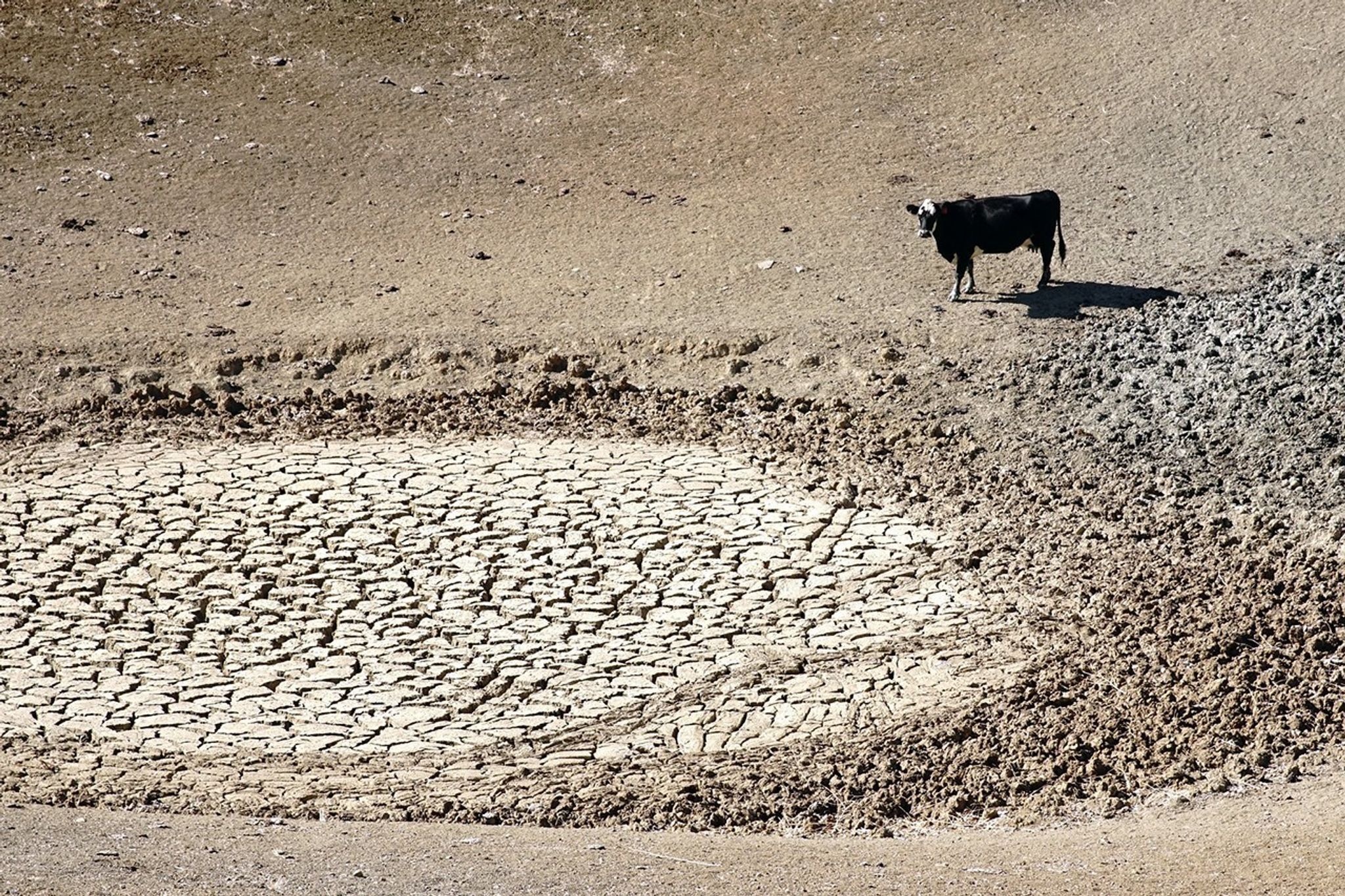 drought-cow-usda